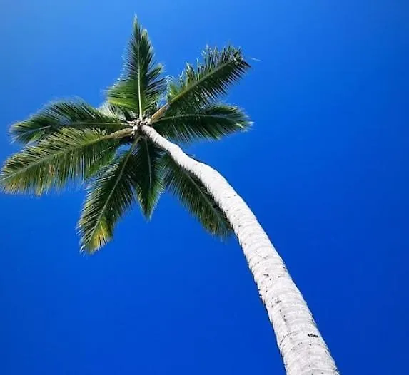 Daire 50 Steps To Private Beach Poolside Rooftop Terrace Punta Cana